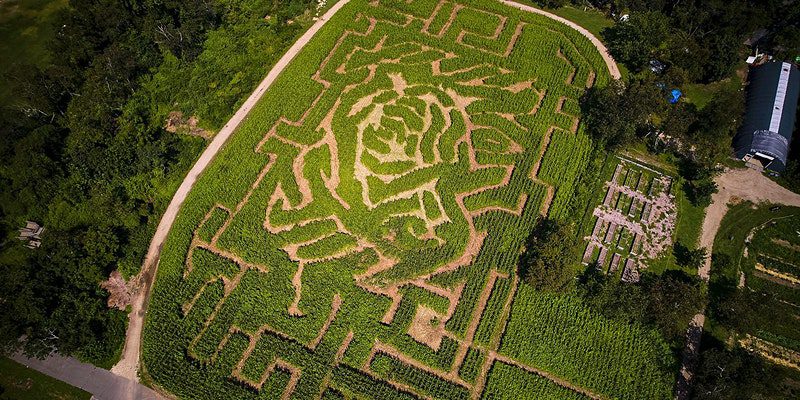 Corn Maze, New York | things to do in NYC in fall