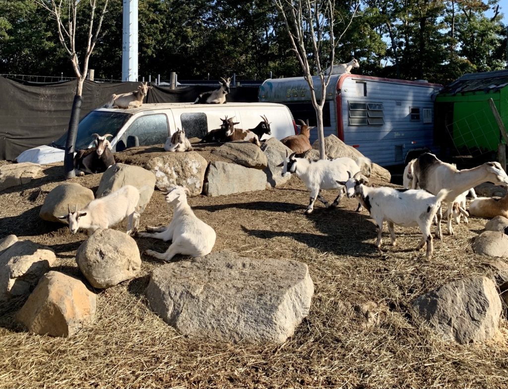 North Fork Finks Farms, Long Island